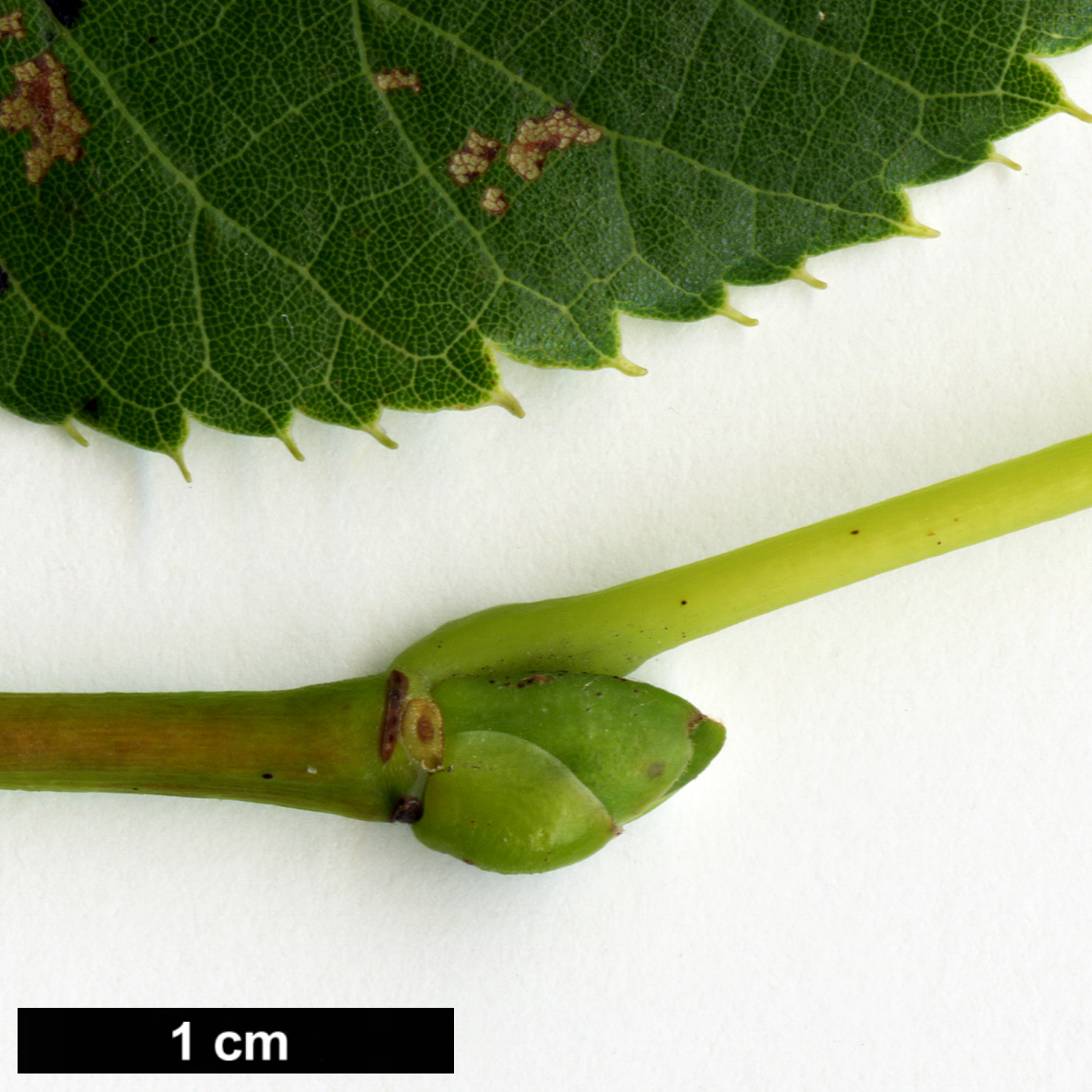 High resolution image: Family: Malvaceae - Genus: Tilia - Taxon: chinensis - SpeciesSub: var. investita